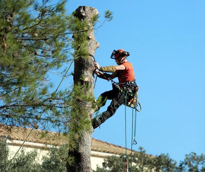 Tree Trimming